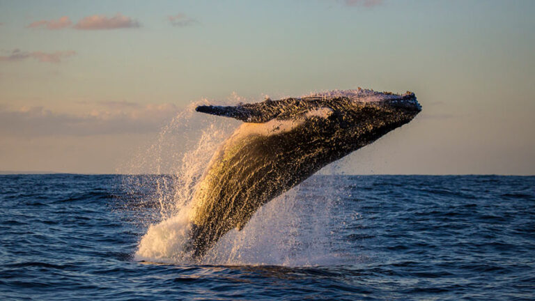 Whales Watching & Cayo levantado ( Bacardi Island )